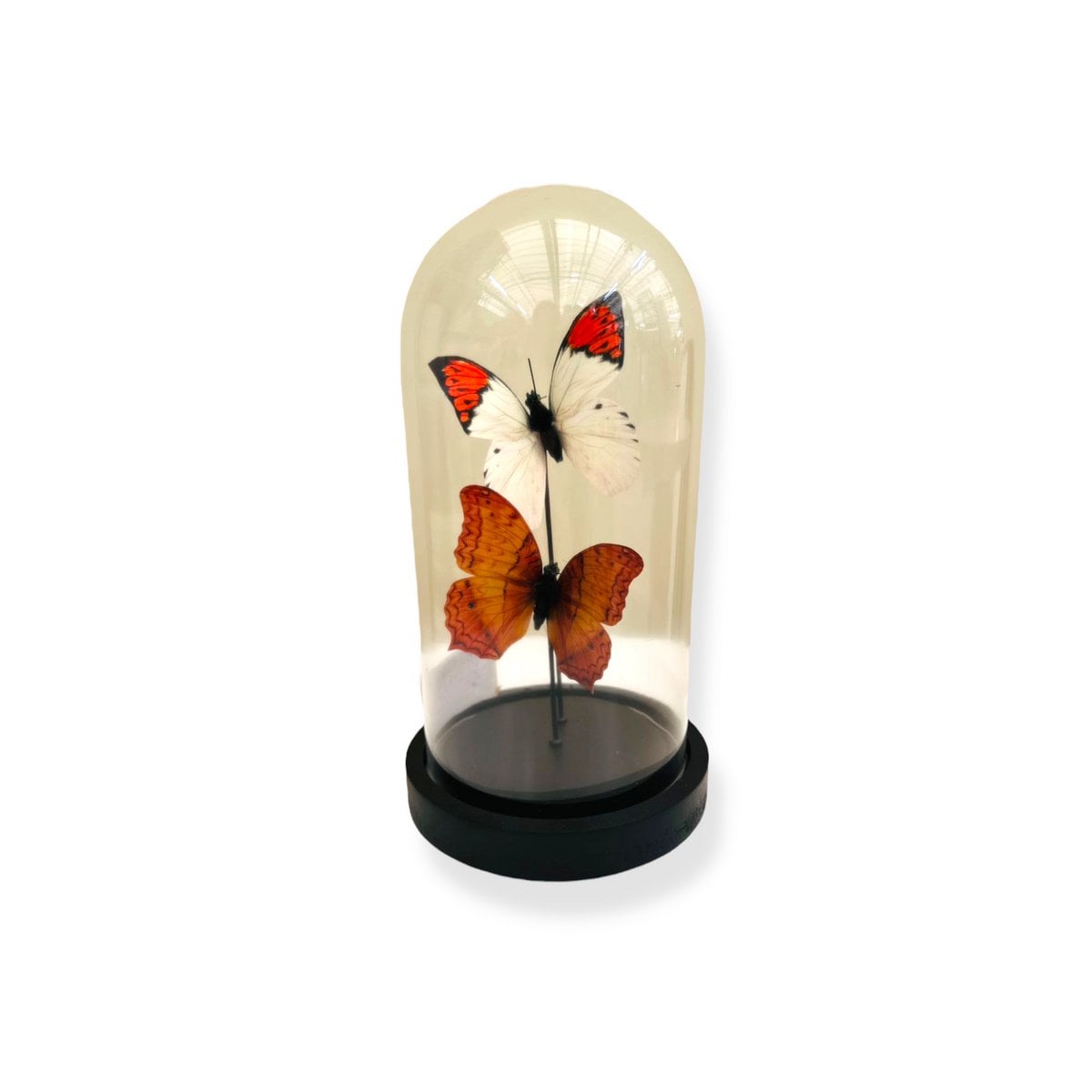 Glazen stolp Yf-08 oranje/wit - 11 x 21 cm