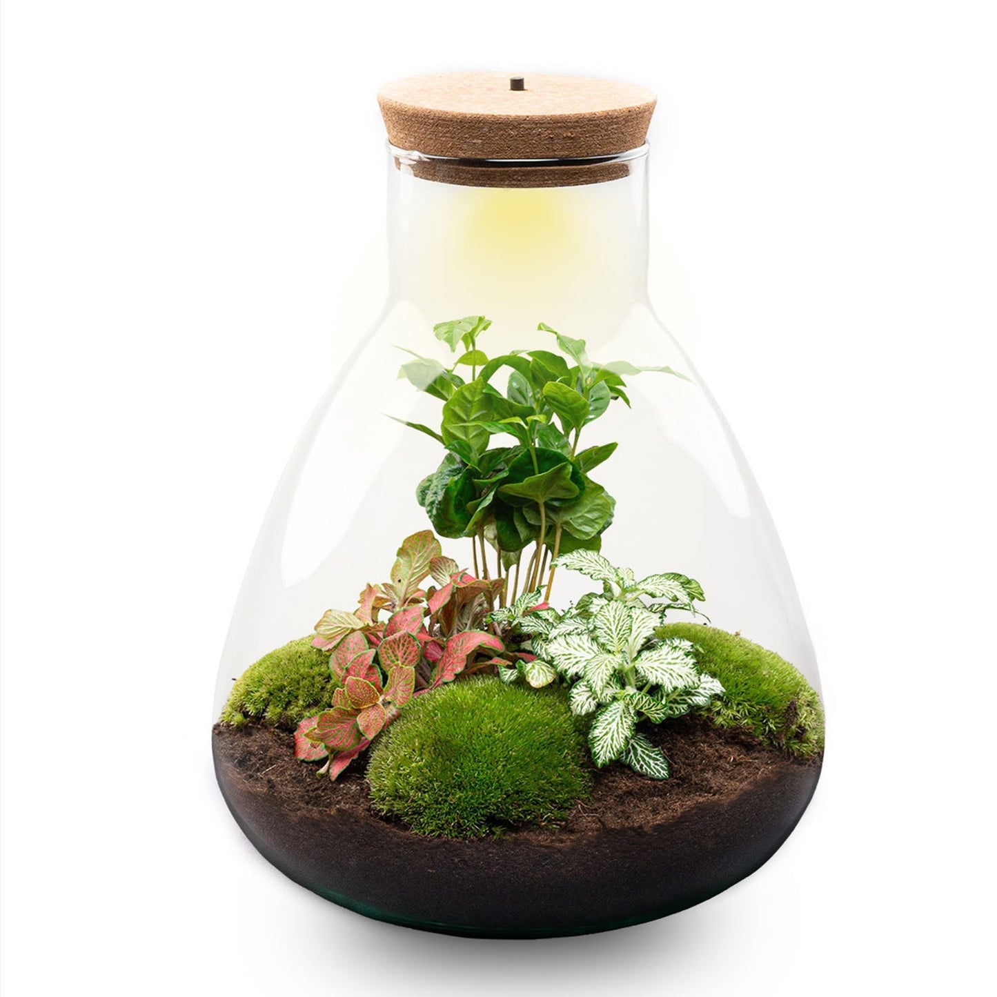 Terrarium bouwpakket - Sam Coffea met licht - Flessentuin - ↑ 30 cm