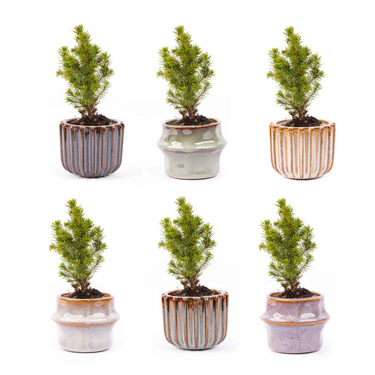 Mini kerstboomset 6 - Inclusief potenset Barcelona