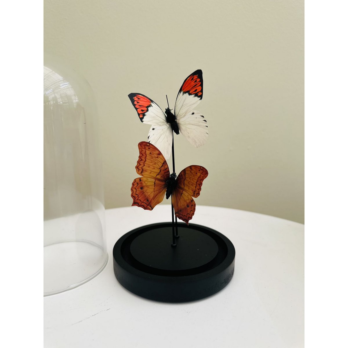 Glazen stolp Yf-08 oranje/wit - 11 x 21 cm