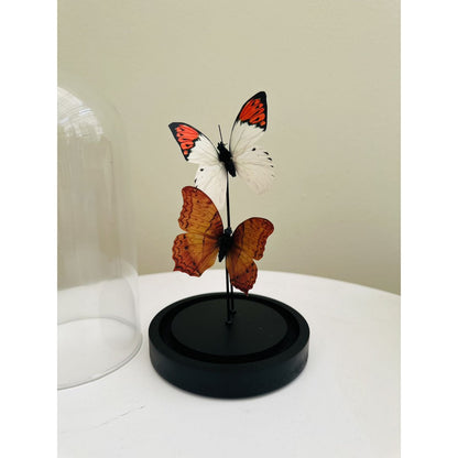 Glazen stolp Yf-08 oranje/wit - 11 x 21 cm