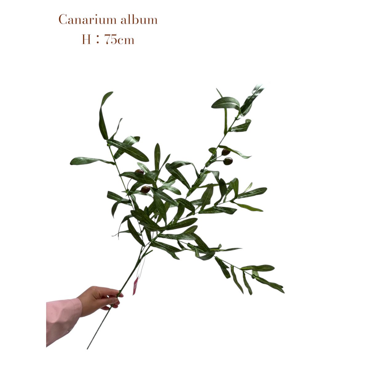 Zijden kunstbloem Canarium album - 75 cm