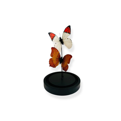 Glazen stolp Yf-08 oranje/wit - 11 x 21 cm