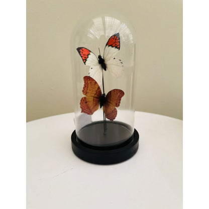 Glazen stolp Yf-08 oranje/wit - 11 x 21 cm