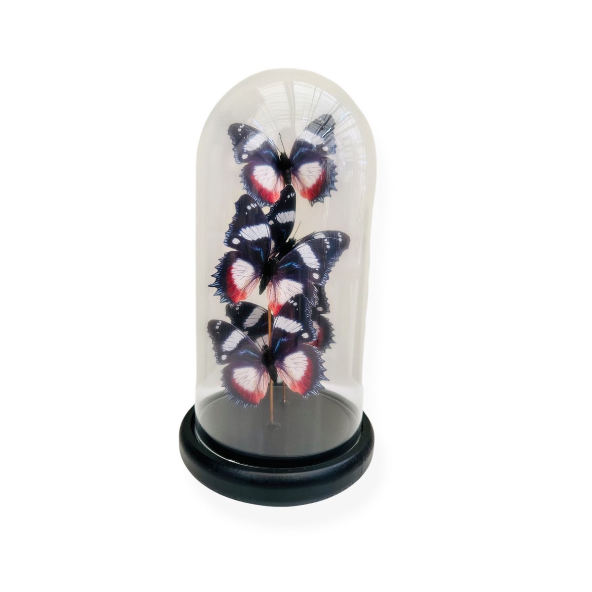 Glazen stolp YF-11 multicolor
