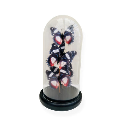Glazen stolp YF-11 multicolor