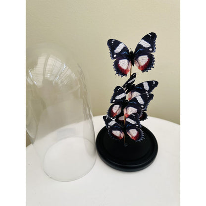 Glazen stolp YF-11 multicolor