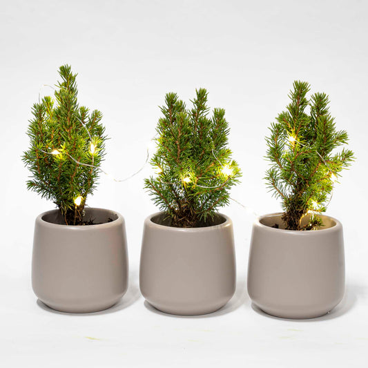 Mini kerstboomset 3 - Inclusief 3x pot Joey grijs + 20 LED-lampjes