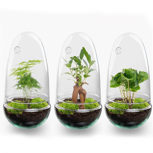 Terrarium bouwpakket - Flessentuin - ↑ 25 cm