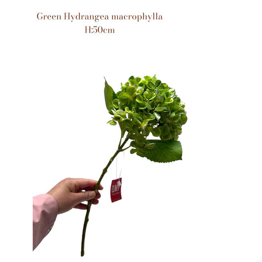 Zijden kunstbloem Hydrangea macrophylla groen - 50 cm