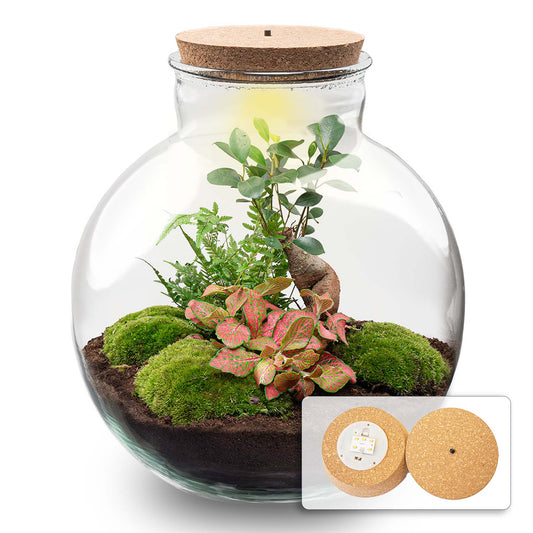 Terrarium bouwpakket - Bolder Bob Bonsai - Flessentuin - ↑ 30 cm