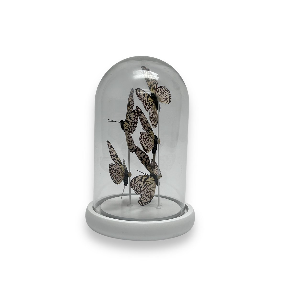 Glazen stolp YF-06 wit (set van 5)