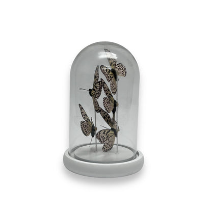 Glazen stolp YF-06 wit (set van 5)