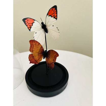 Glazen stolp Yf-08 oranje/wit - 11 x 21 cm