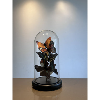 Glazen stolp Five vlinder veelkleurig - 32,5 cm