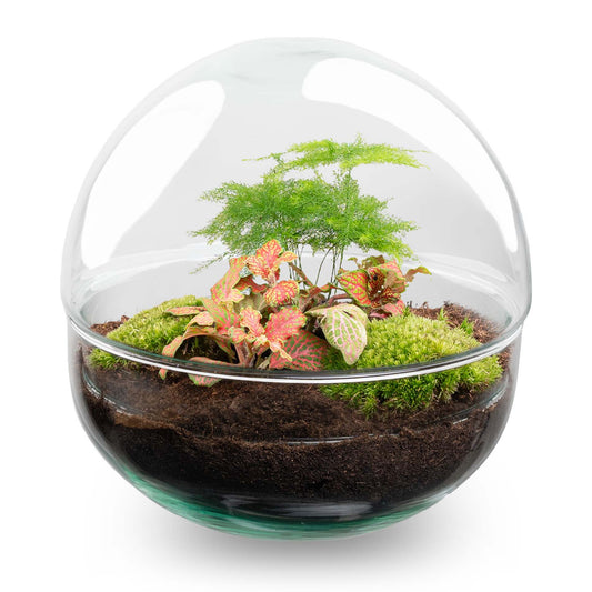 Terrarium Bouwpakket - Koepel Rood - Flessentuin - ↑ 20 cm