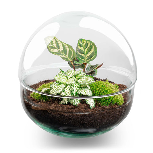 Terrarium Bouwpakket - Koepel - Flessentuin - ↑ 20 cm