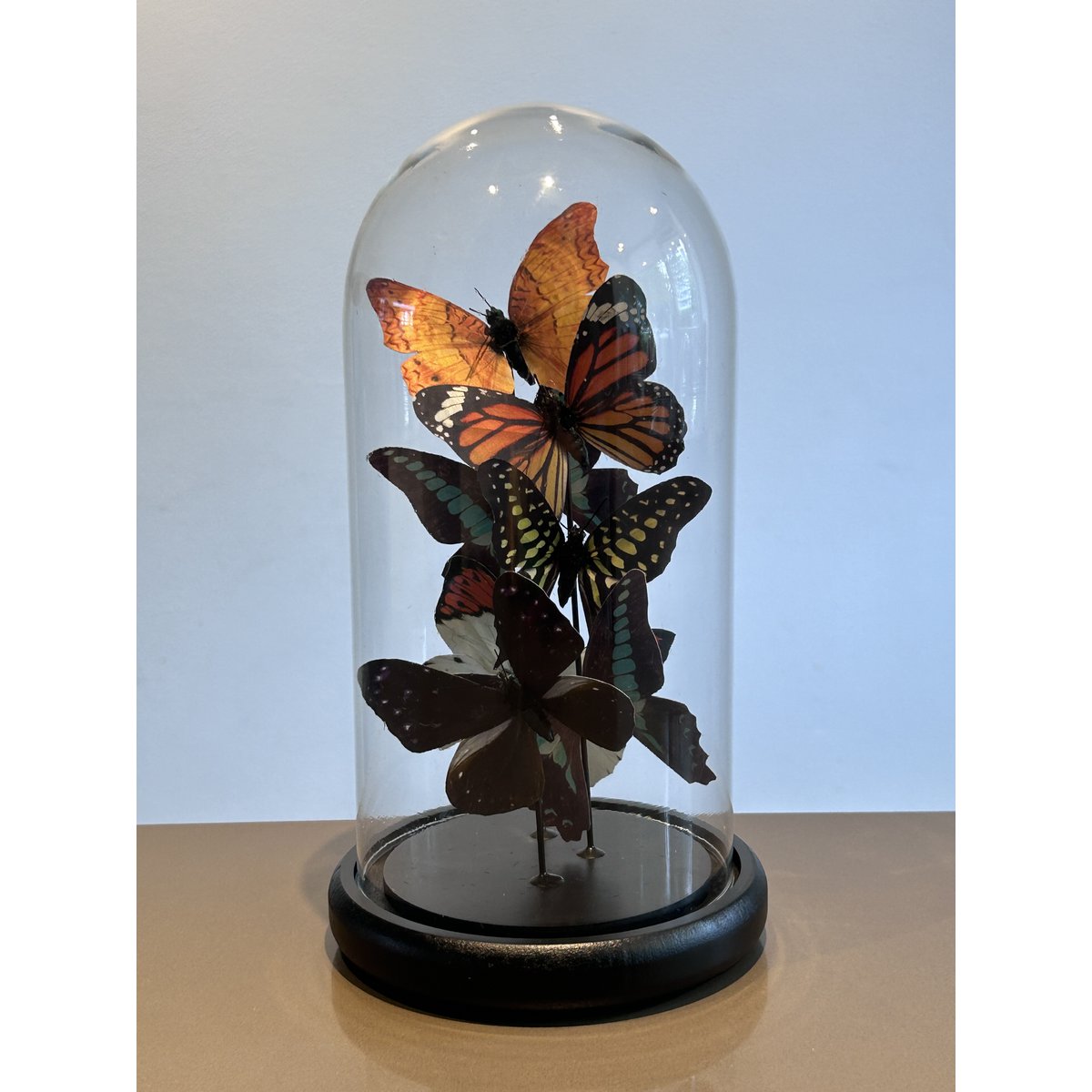 Glazen stolp Five vlinder veelkleurig - 32,5 cm