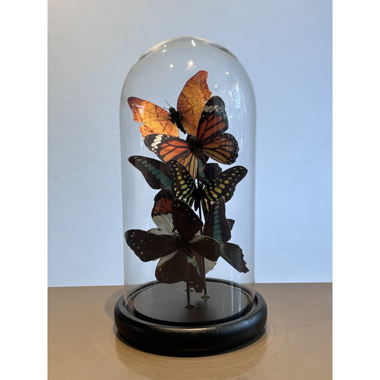 Glazen stolp Five vlinder veelkleurig - 32,5 cm
