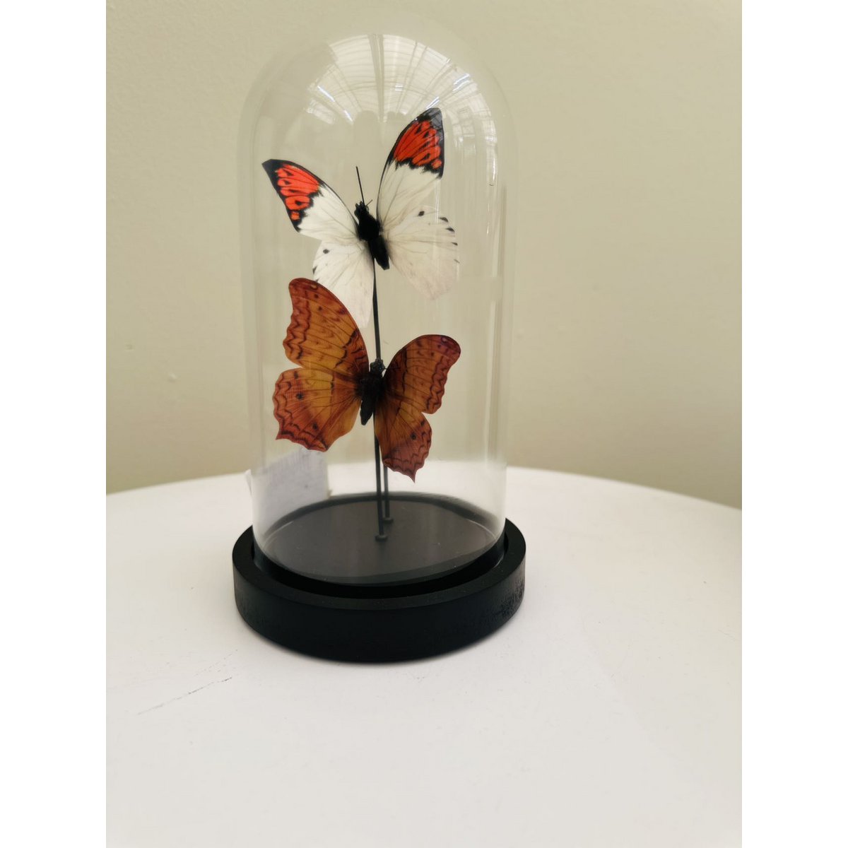 Glazen stolp Yf-08 oranje/wit - 11 x 21 cm