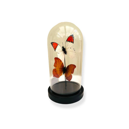 Glazen stolp Yf-08 oranje/wit - 11 x 21 cm