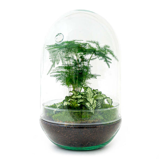 Terrarium Bouwpakket - Ei XL - Flessentuin - ↑ 30 cm