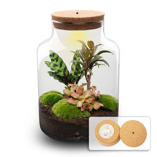 Terrarium bouwpakket - Melkpalm - Flessentuin - ↑ 30 cm