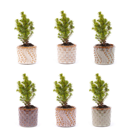 Mini kerstboomset 6 - Inclusief potenset Madrid