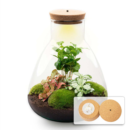 Terrarium bouwpakket - Sam Coffea met licht - Flessentuin - ↑ 30 cm