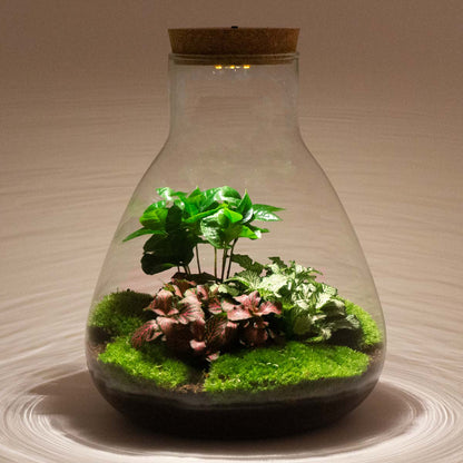 Terrarium bouwpakket - Sam Coffea met licht - Flessentuin - ↑ 30 cm