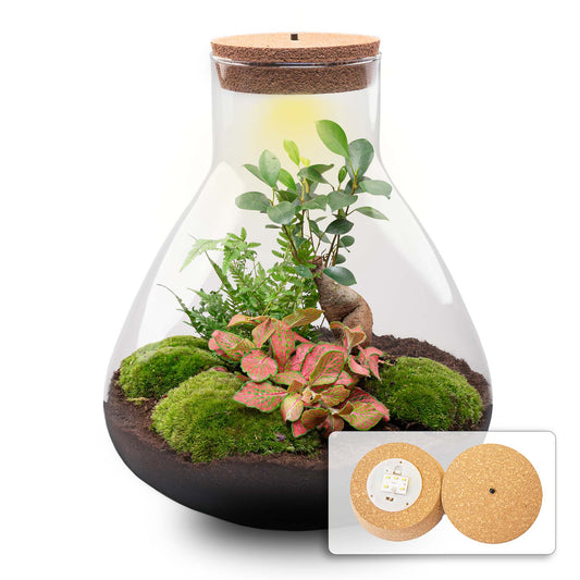 Terrarium Bouwpakket - Sam XL Bonsai - Fittonia - Varens - Flessentuin - ↑ 35 cm