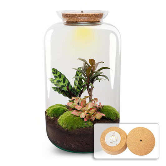 Terrarium Bouwpakket - Sven XL Palm - Met verlichting - Flessentuin - ↑ 43 cm