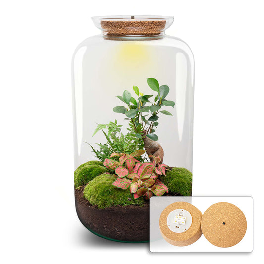 Terrarium Bouwpakket - Sven Ginseng Bonsai XL - Met licht - Flessentuin - ↑ 43 cm