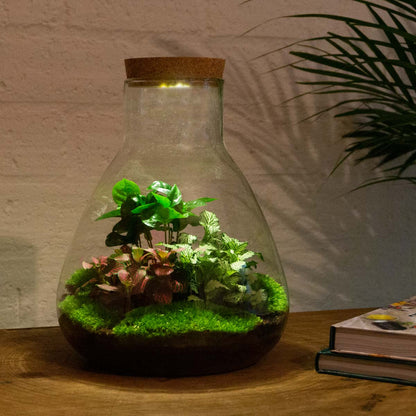Terrarium bouwpakket - Sam Coffea met licht - Flessentuin - ↑ 30 cm