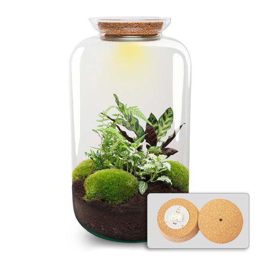 Terrarium Bouwpakket - Botanische Sven XL + Verlichting - Flessentuin - ↑ 43 cm
