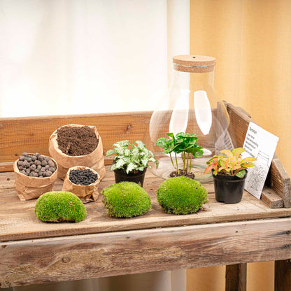 Terrarium bouwpakket - Sam Coffea met licht - Flessentuin - ↑ 30 cm
